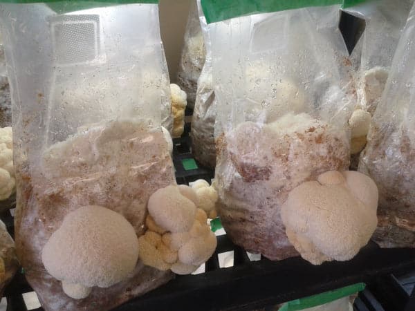 Lion's Mane Mycelium Liquid Culture - 10cc