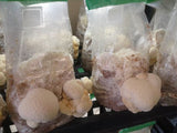 Lion's Mane Mycelium Liquid Culture - 10cc