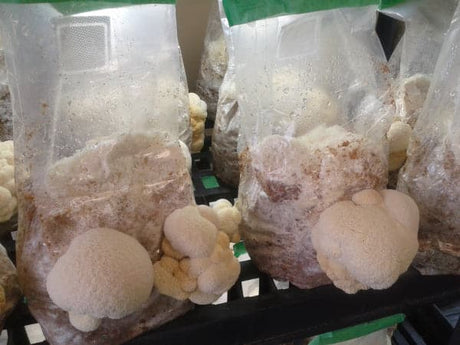 how to grow lions mane