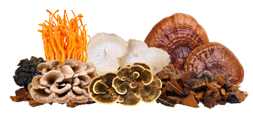 Organic mushrooms, Canadian mushrooms, Annanda Organic Mushrooms farm