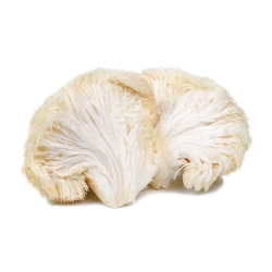 Organic Lion's Man Mushrooms