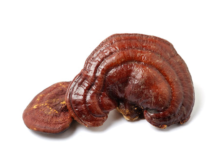 reishi mushrooms