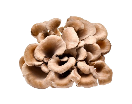 Maitake Mushrooms