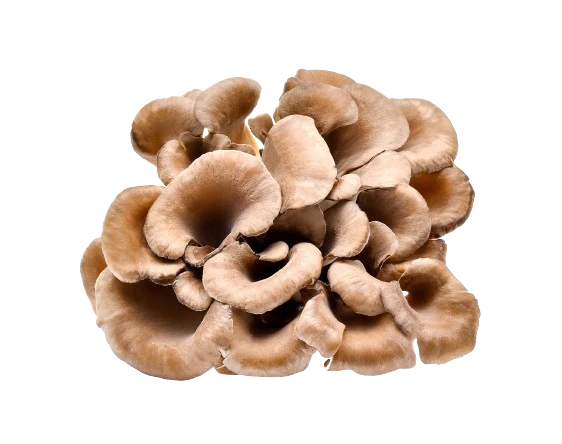 organic maitake mushrooms