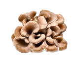 Organic Maitake Powder