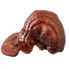 organic red reishi mushroom