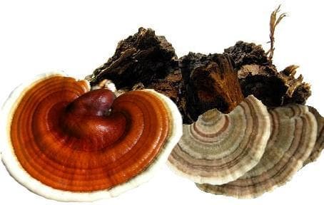 Turkey Tail, Chaga and Reishi Mushroom ImmuniTea - Cinnamon Ginger-Annanda Chaga Mushrooms