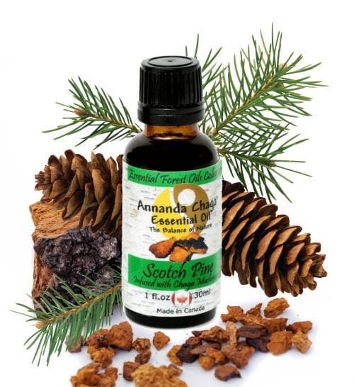 Scotch Pine and Chaga Mushroom Essential Oil - Annanda Organics-Annanda Chaga Mushrooms